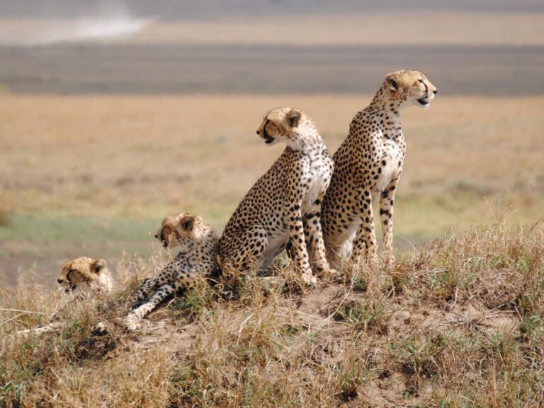 Serengeti-National-Park